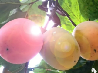 从化罗洞6000亩红柿大熟！吃甜柿、住民宿，速速约起~