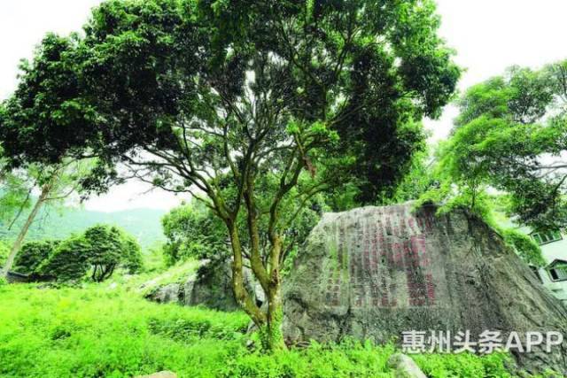 惠州|史上最大牌两个“惠州人”是谁？猜对算你赢！