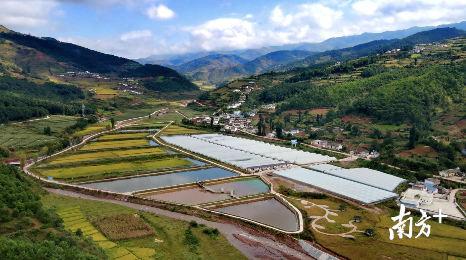 普格县特尔果乡特尔果村"稻鱼共生体验园"迎来丰收季.