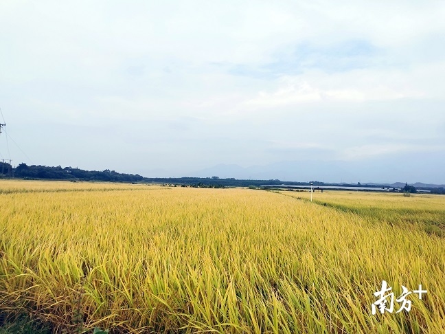 优良品种助力，始兴十万亩水稻丰收在望