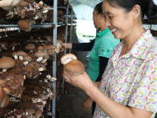 端州＆资源：菌菇基地门前建，务工收入无需愁