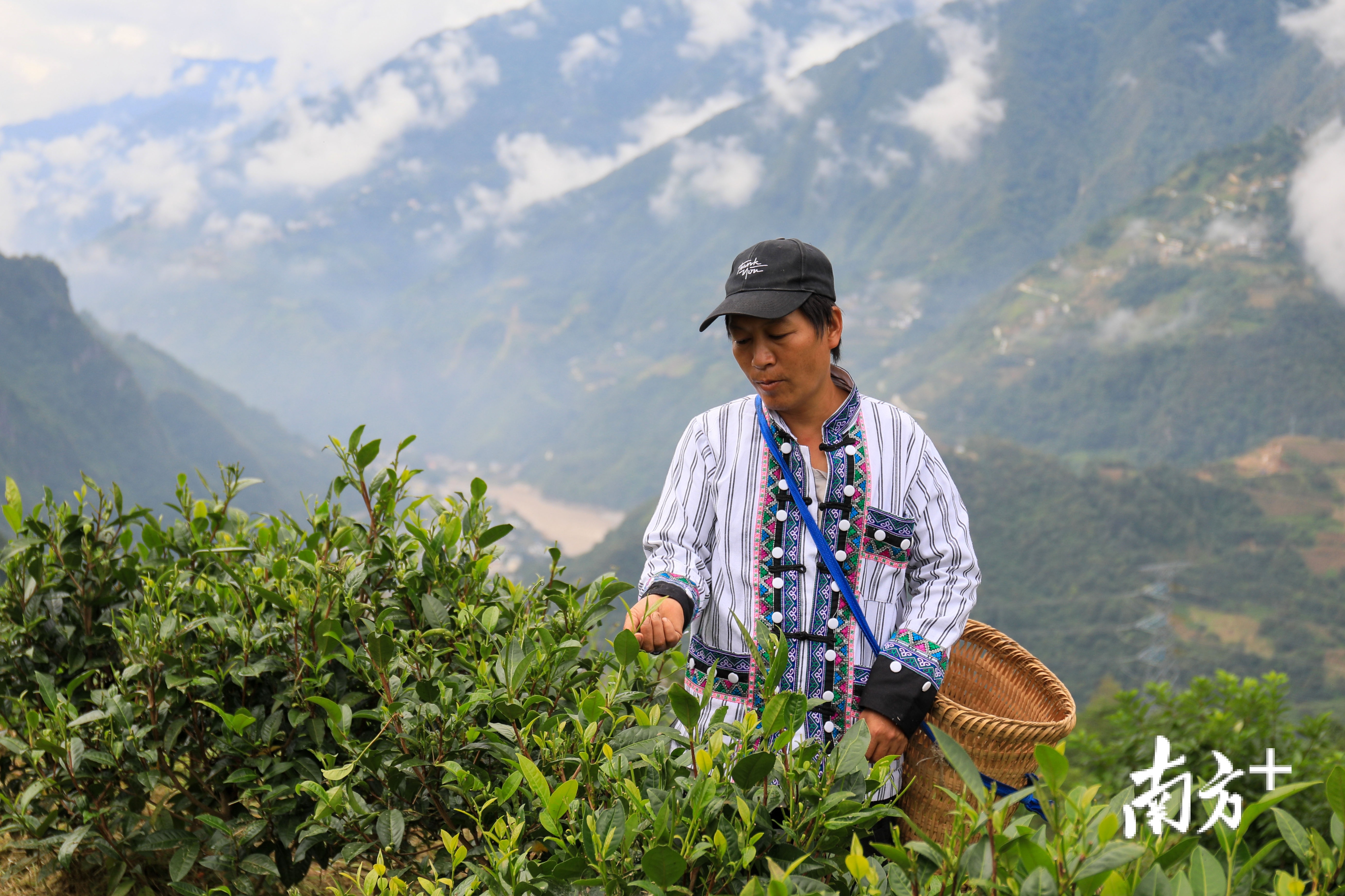 珠海帮助福贡县将老树茶打造成中国航展茶畅销珠海。 钱文攀 摄 珠海帮助福贡县将老树茶打造成中国航展茶畅销珠海。 钱文攀 摄