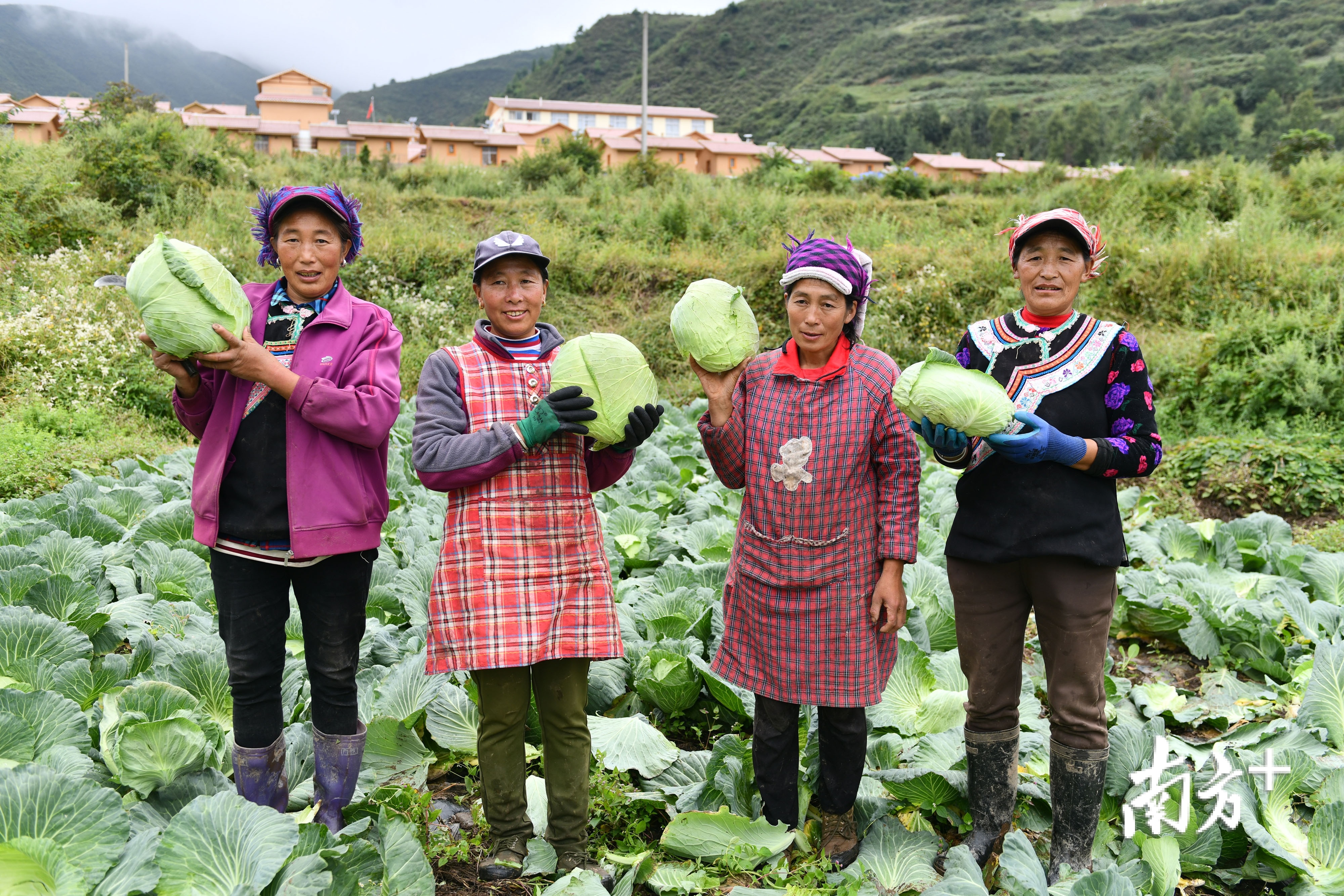 甘洛县蓼坪乡清水村，村民高兴地展示种植收割的有机蔬菜。