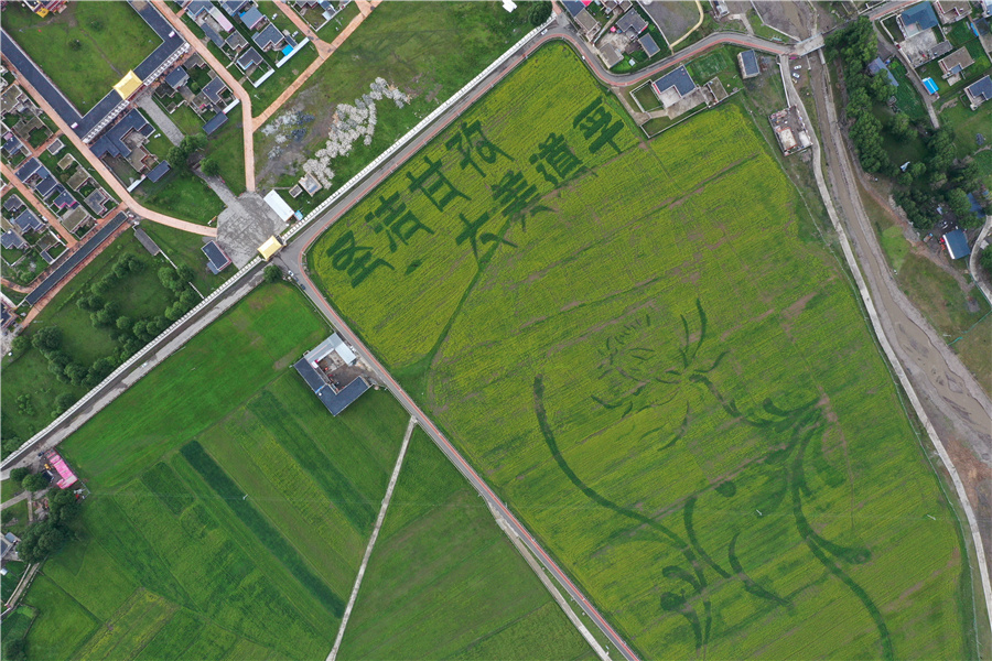 惠州参与援建的道孚县美德农业园，大面积种植莴笋，走“农旅结合”之路。