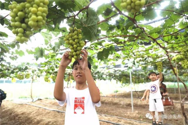 南沙|还不知道南沙怎么玩？这10条路线收好！