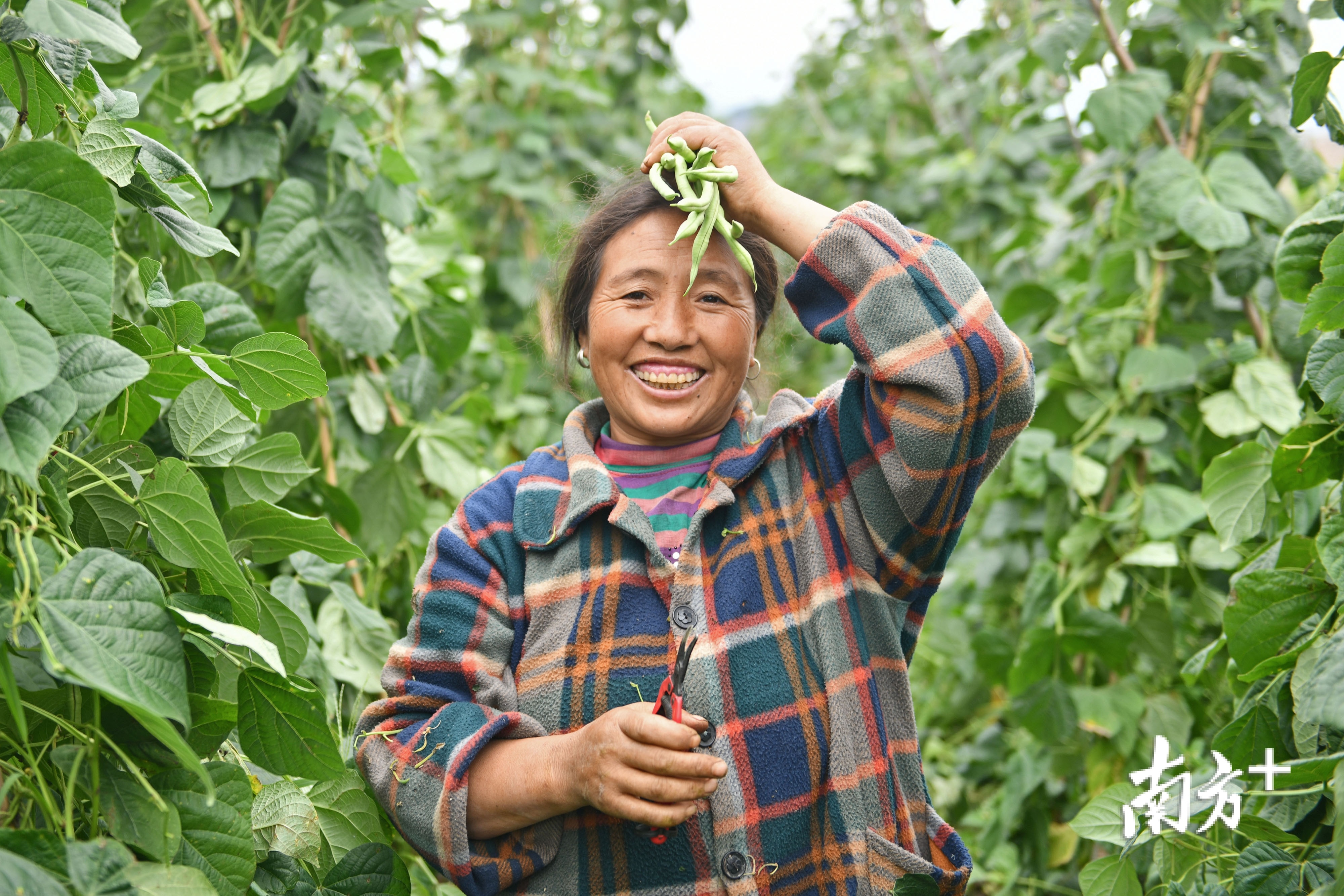在佛山市援建的四川省凉山州越西县马拖乡高山蔬菜基地内,彝族村民正在采摘农产品。 戴嘉信 摄 在佛山市援建的四川省凉山州越西县马拖乡高山蔬菜基地内,彝族村民正在采摘农产品。 戴嘉信 摄