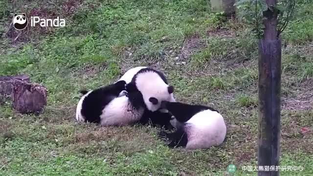 秋天到了,“熊猫果”都熟透掉地上了,怎么也没人来捡呢?