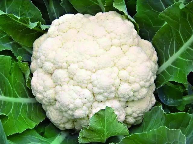 台山|台山“白玉”，每一口都是甜甜甜！