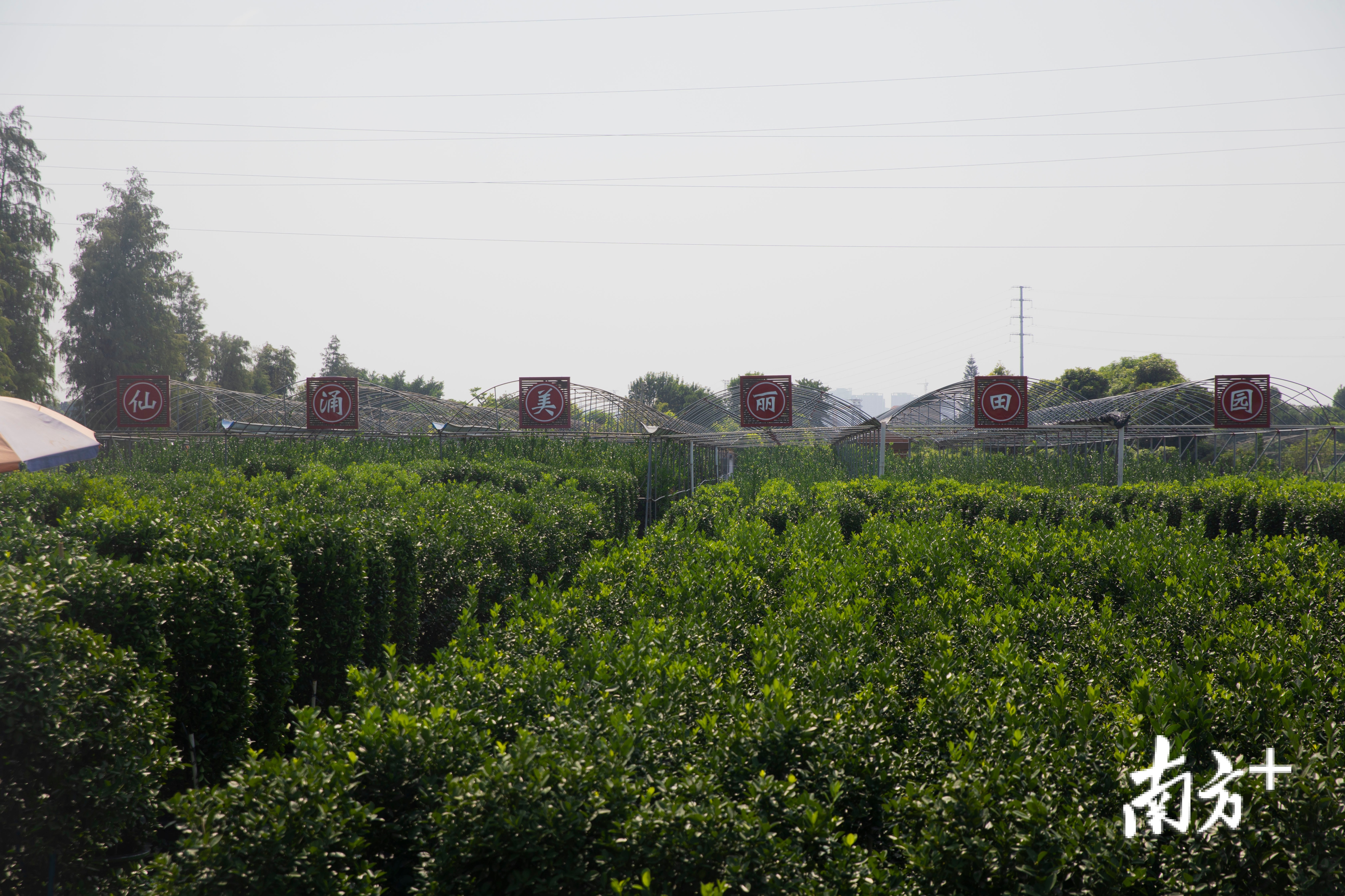 去年，仙涌成为顺德区唯一一个“全国乡村治理示范村。陈锴进 摄