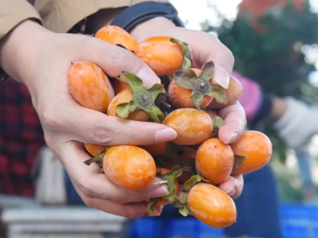 鸡心柿“红”透黄边！清甜、多汁还没核，你尝过吗？