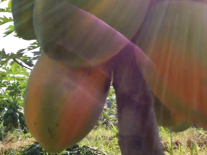 广州从化本地超香甜水果木瓜上市