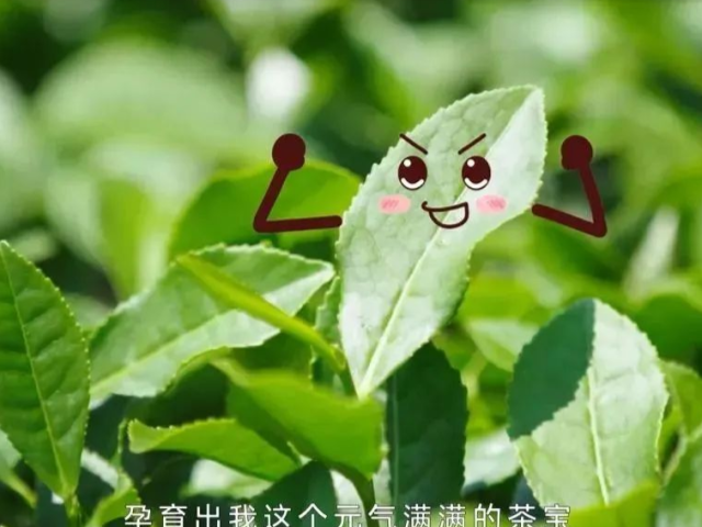 短视频丨一个可爱茶宝的自白