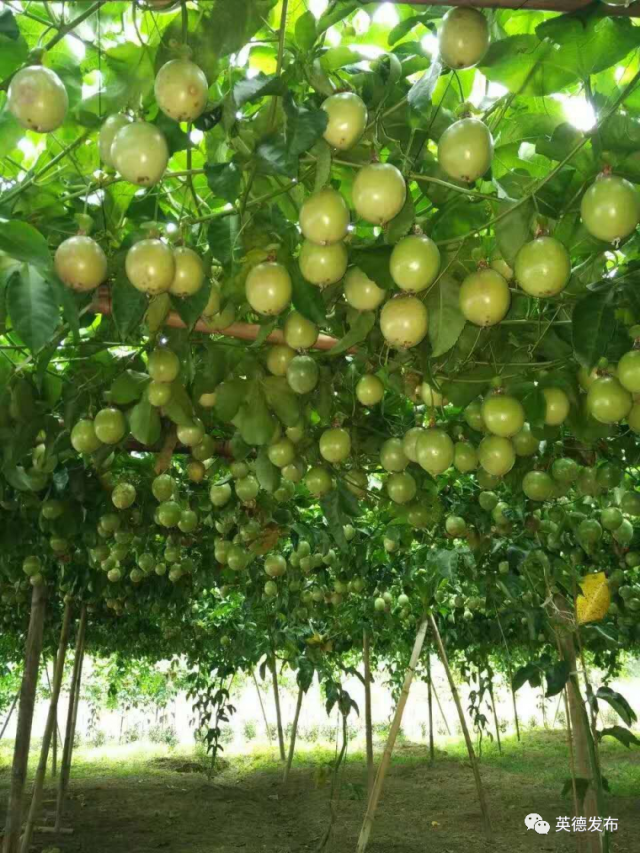 黄塘村|【乡村新闻官·英德播报71】哎呀!英德这条村真“香”