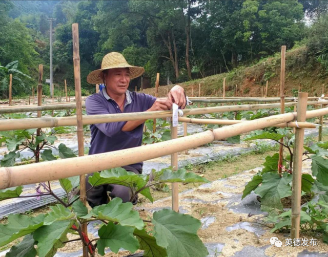 黄塘村|【乡村新闻官·英德播报71】哎呀!英德这条村真“香”