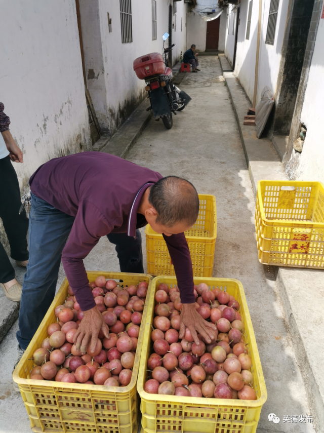 黄塘村|【乡村新闻官·英德播报71】哎呀!英德这条村真“香”