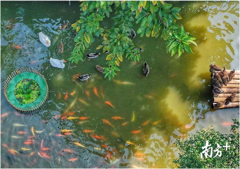 下西社区下西涌锦鲤在水中畅游。