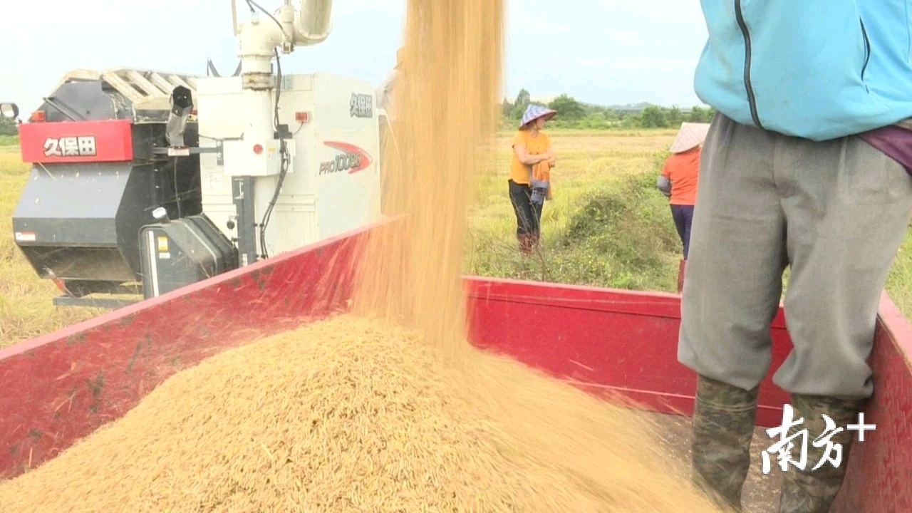 阳东区晚稻丰收价格略有提升
