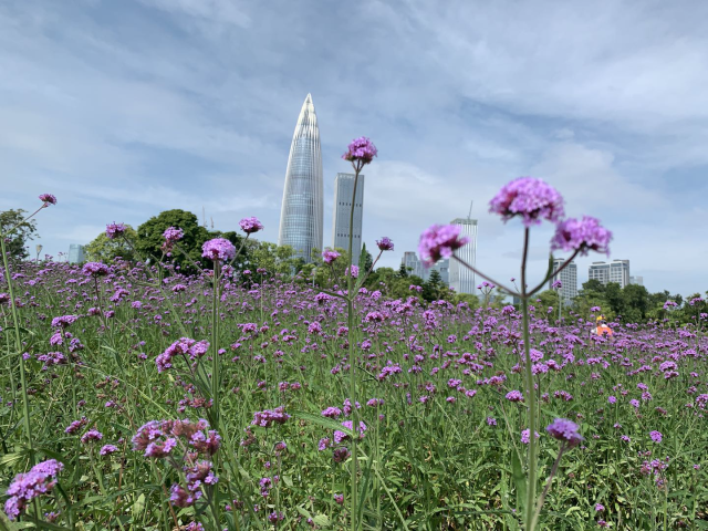 深圳|速来打卡！深圳湾公园流花山马鞭草花海来袭