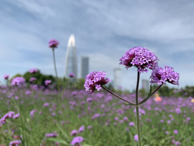 深圳|速来打卡！深圳湾公园流花山马鞭草花海来袭