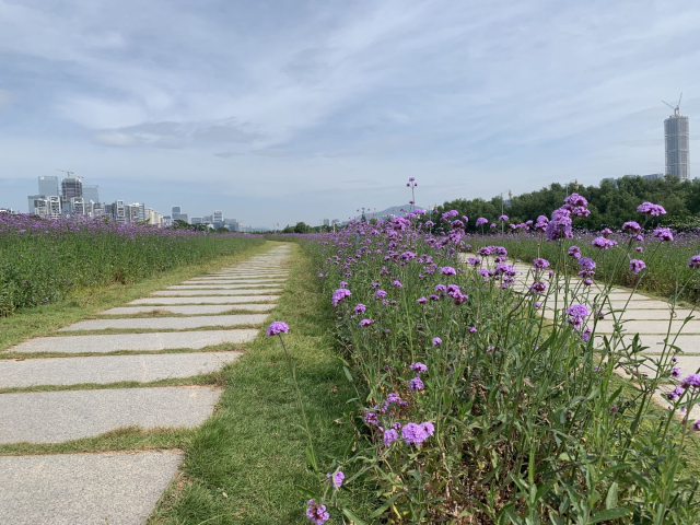 深圳|速来打卡！深圳湾公园流花山马鞭草花海来袭