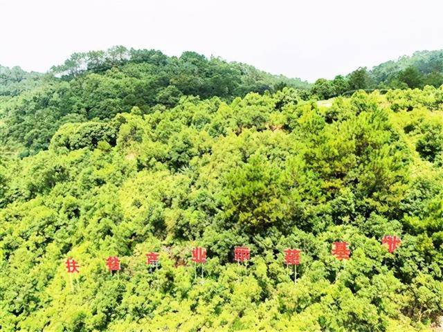 罗定|2020广东云浮·罗定稻米节暨南药道地药材优势区域品牌推介活动今日开幕
