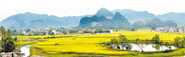 罗定|2020广东云浮·罗定稻米节暨南药道地药材优势区域品牌推介活动今日开幕
