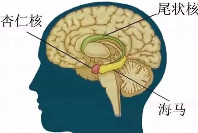 癫痫|常感莫名恐惧？肚子有股“仙气”？ 可能是颞叶癫痫哦！