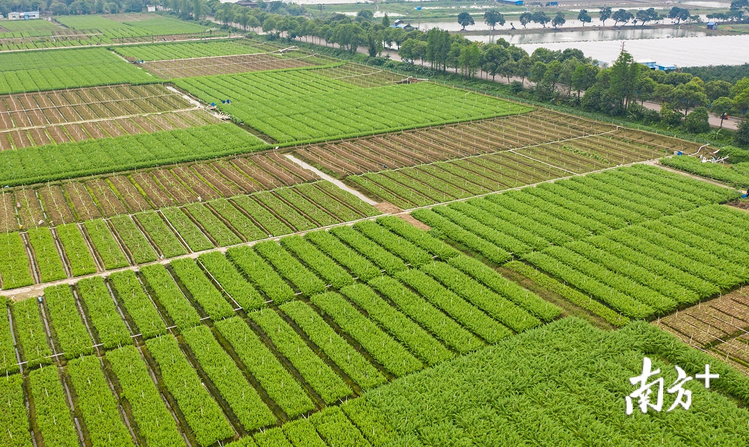 目前石军村内枸杞菜种植面积约150亩,该村正推动枸杞菜种植集约化发展,种植增收效应不断显现。