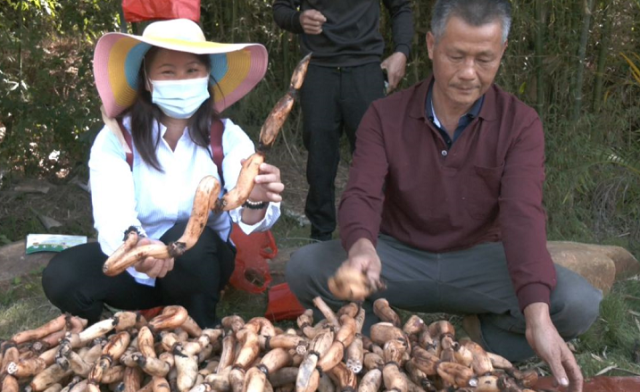 龙潭|尝美食、写书法、挖莲藕……封开这个美食文化节好热闹
