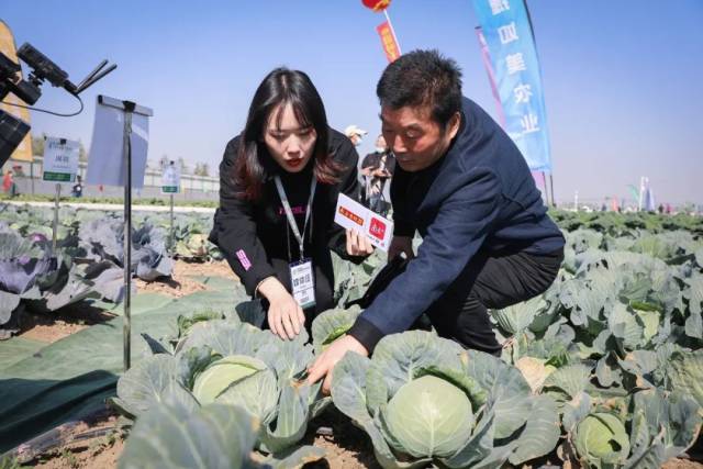 品种|白菜、西兰花、甘蓝、萝卜、花椰菜未来如何发展？五位专家深度剖析