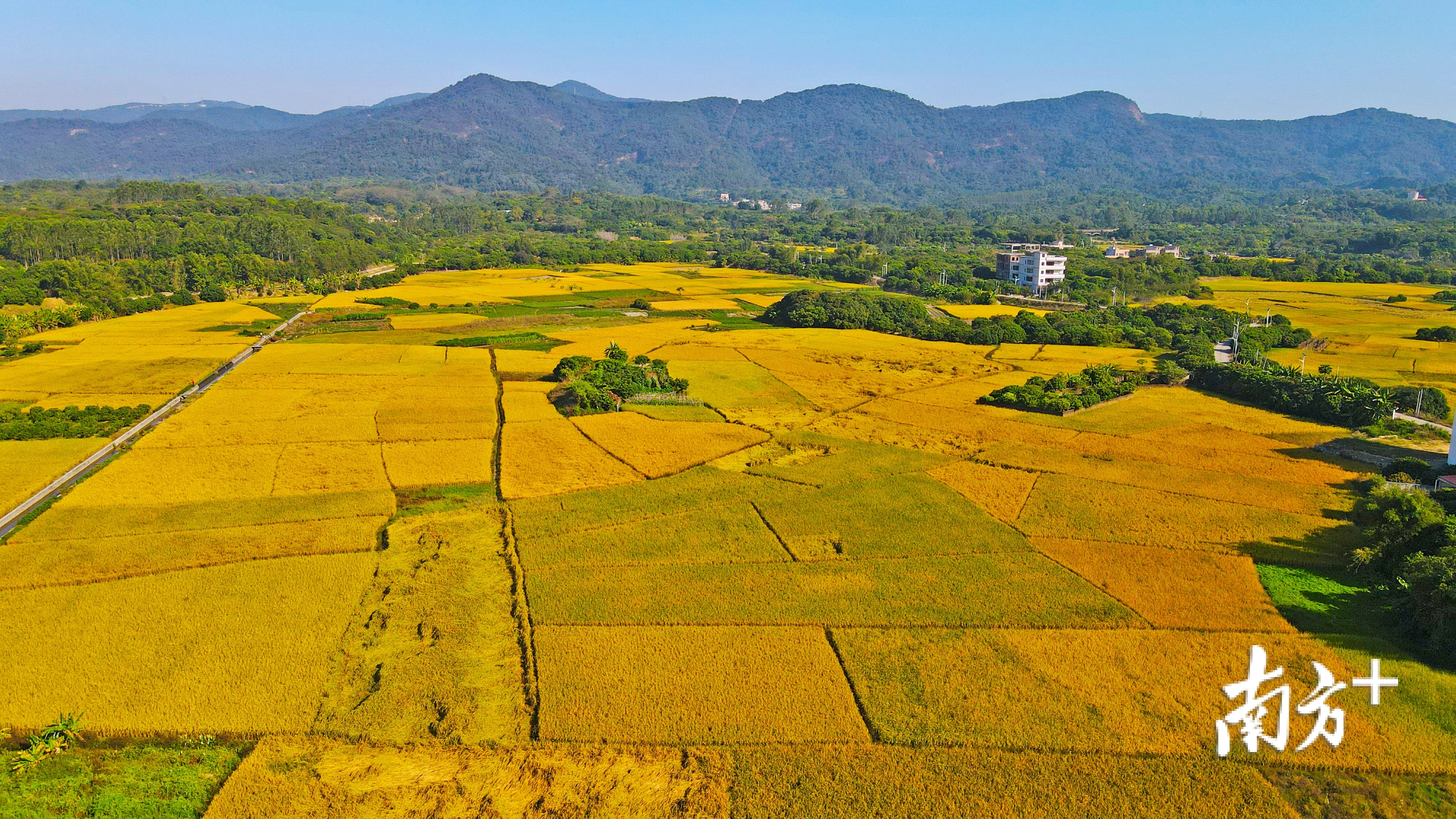 视频宛如绝美田园画卷2万亩从化香米迎丰收