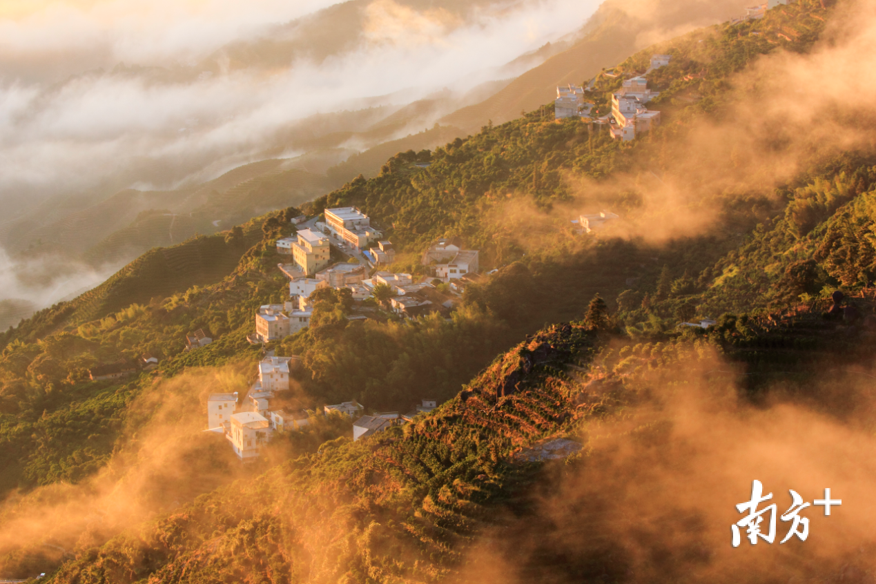 高标准建设好凤凰茶旅特色小镇。陈锡荣 摄