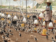 搭数字化快车，看AI如何“养活”一只贵妃鸡