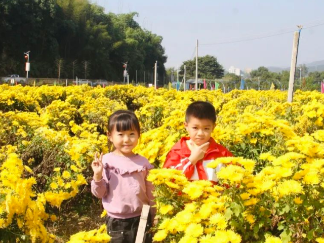 【走向我们的小康生活】金丝菊里找“黄金”,小花朵助力乡村振兴