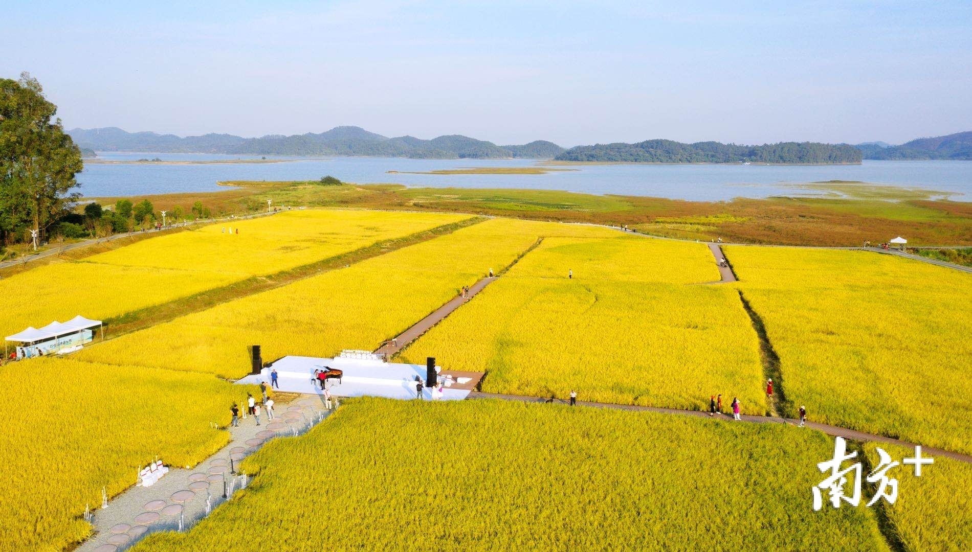 从大塘面村放眼望去,青山碧水,遍野铺金,空气中也弥漫着淡淡的稻香。 从大塘面村放眼望去,青山碧水,遍野铺金,空气中也弥漫着淡淡的稻香。