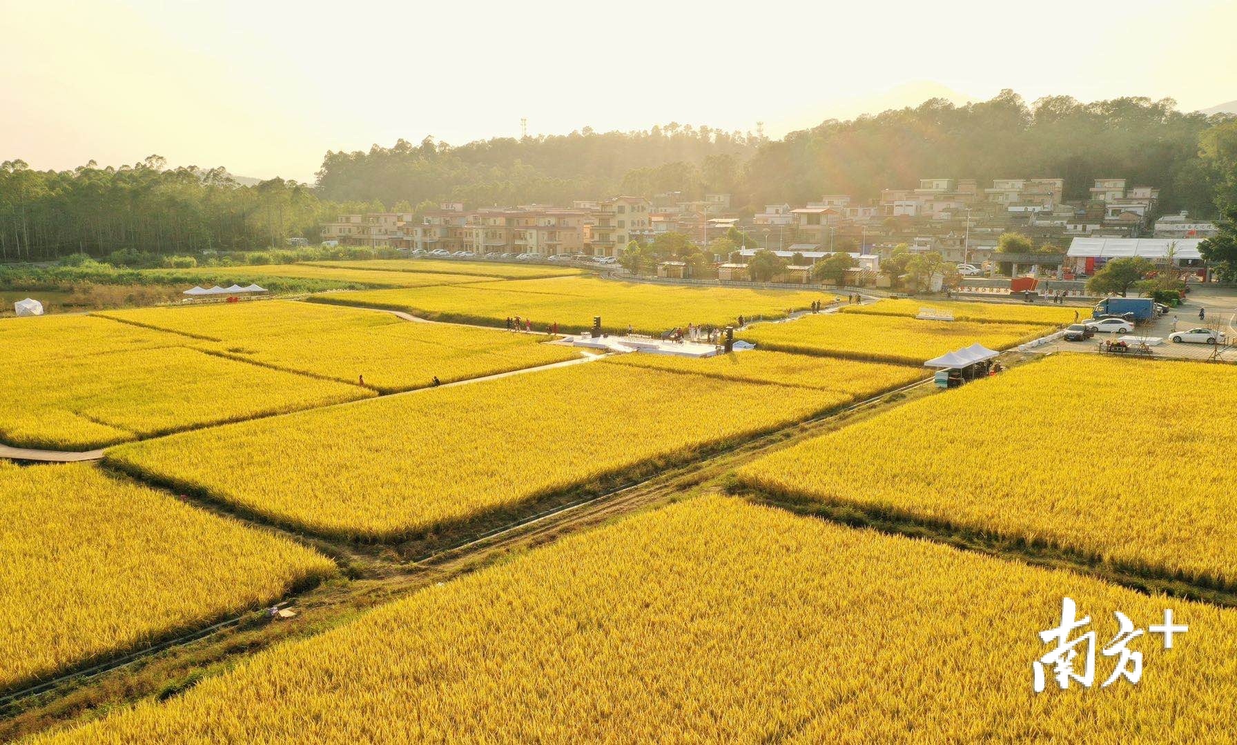 秋日阳光照耀下,丰收喜悦笼罩着大塘面村。 秋日阳光照耀下,丰收喜悦笼罩着大塘面村。