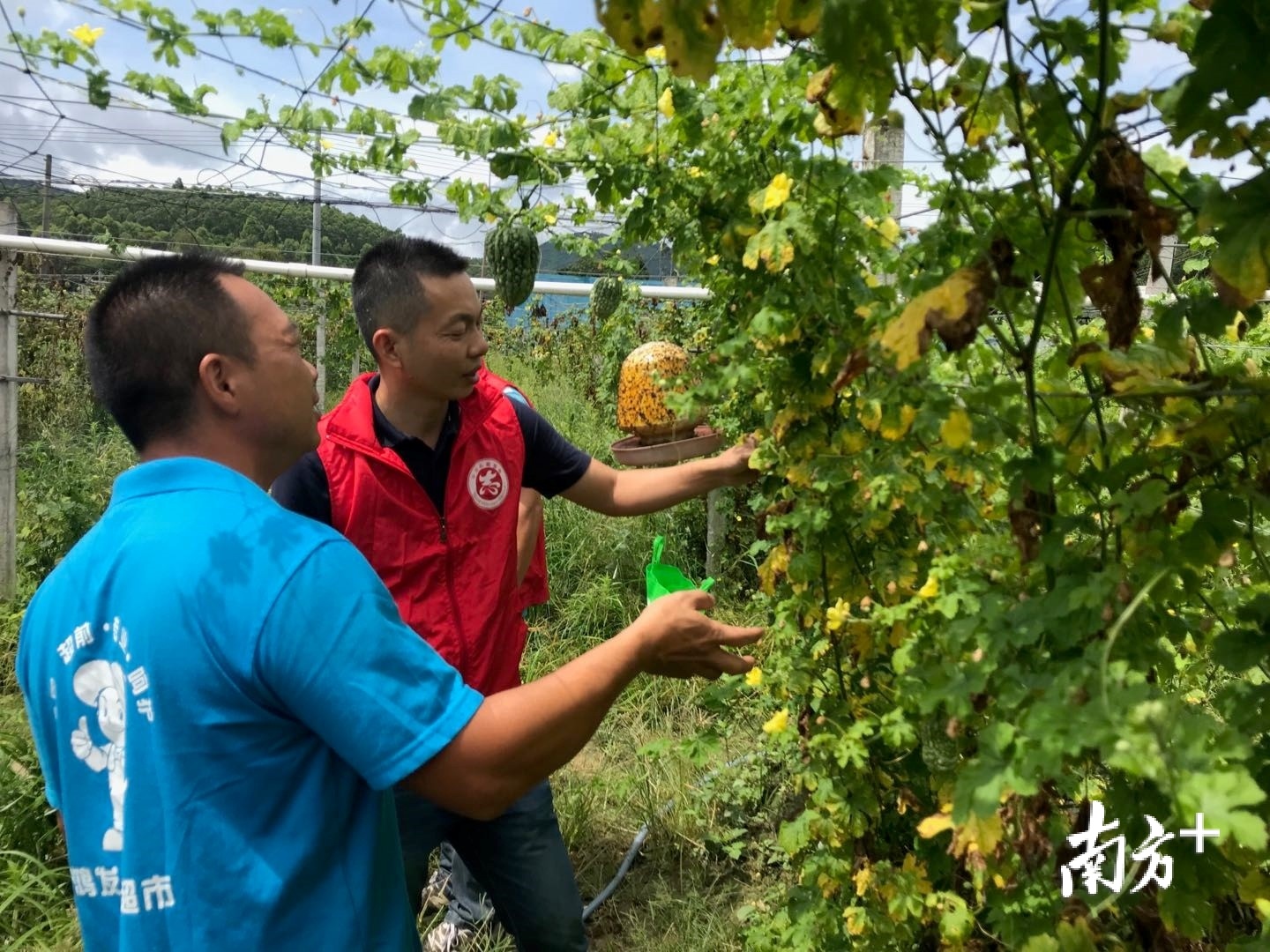 农业专家下乡指导农事生产。