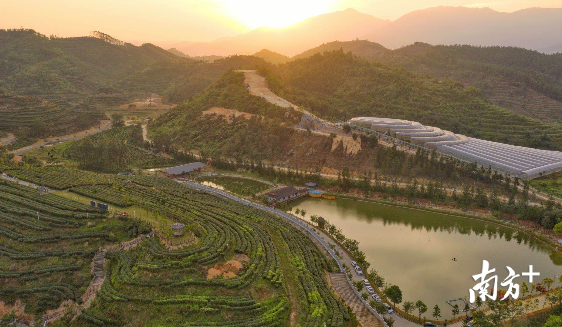 大沙里农业科技发展有限公司拥有茶叶种植基地超过5000亩。 大沙里农业科技发展有限公司拥有茶叶种植基地超过5000亩。