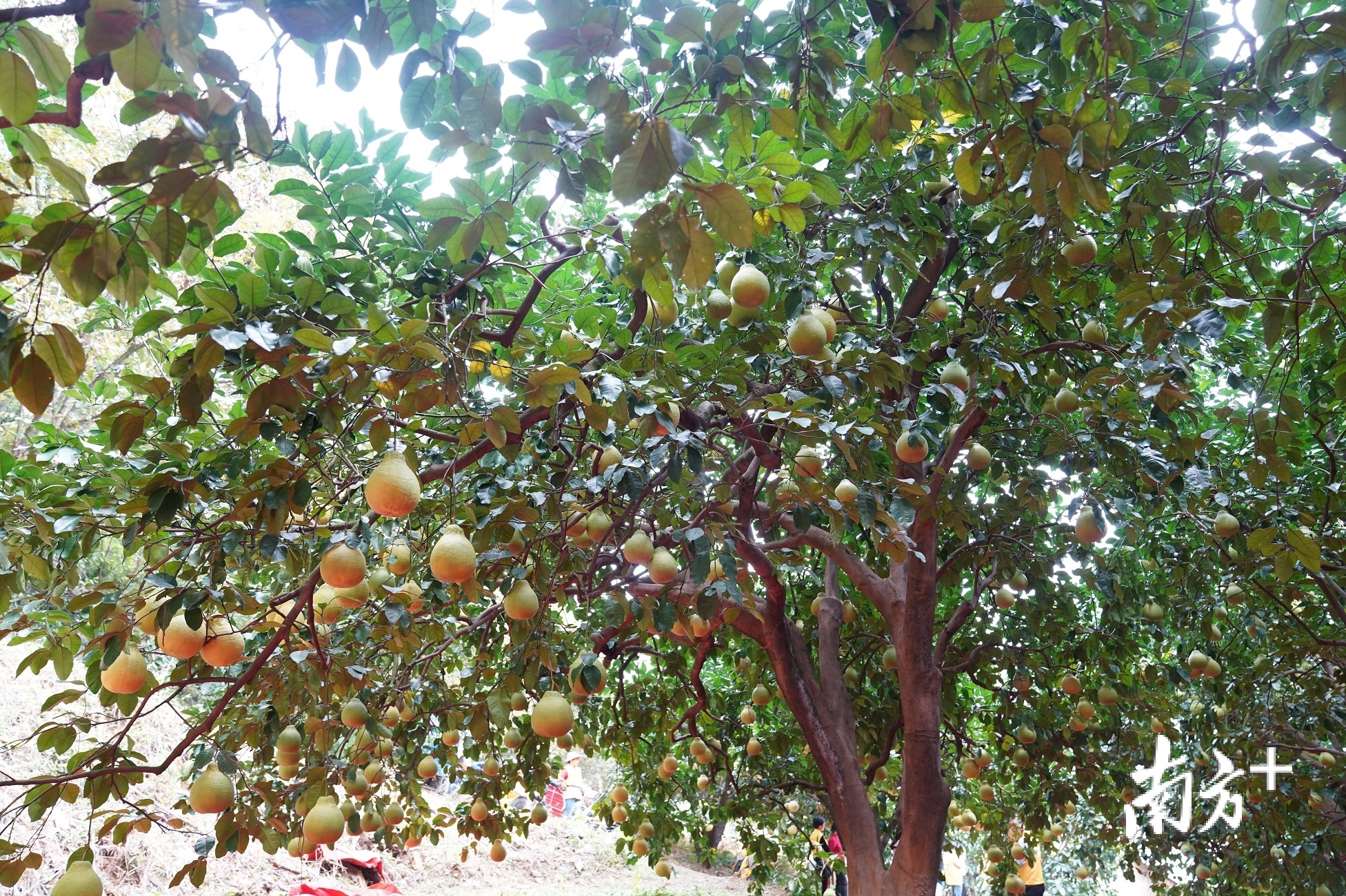 沙巴柚农不停催花修枝 长年生产质佳红柚&白柚 - 农牧世界