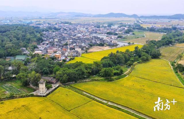 571家单位参评！网络投票通道即将开启！|第三届广东十大美丽乡村系列活动