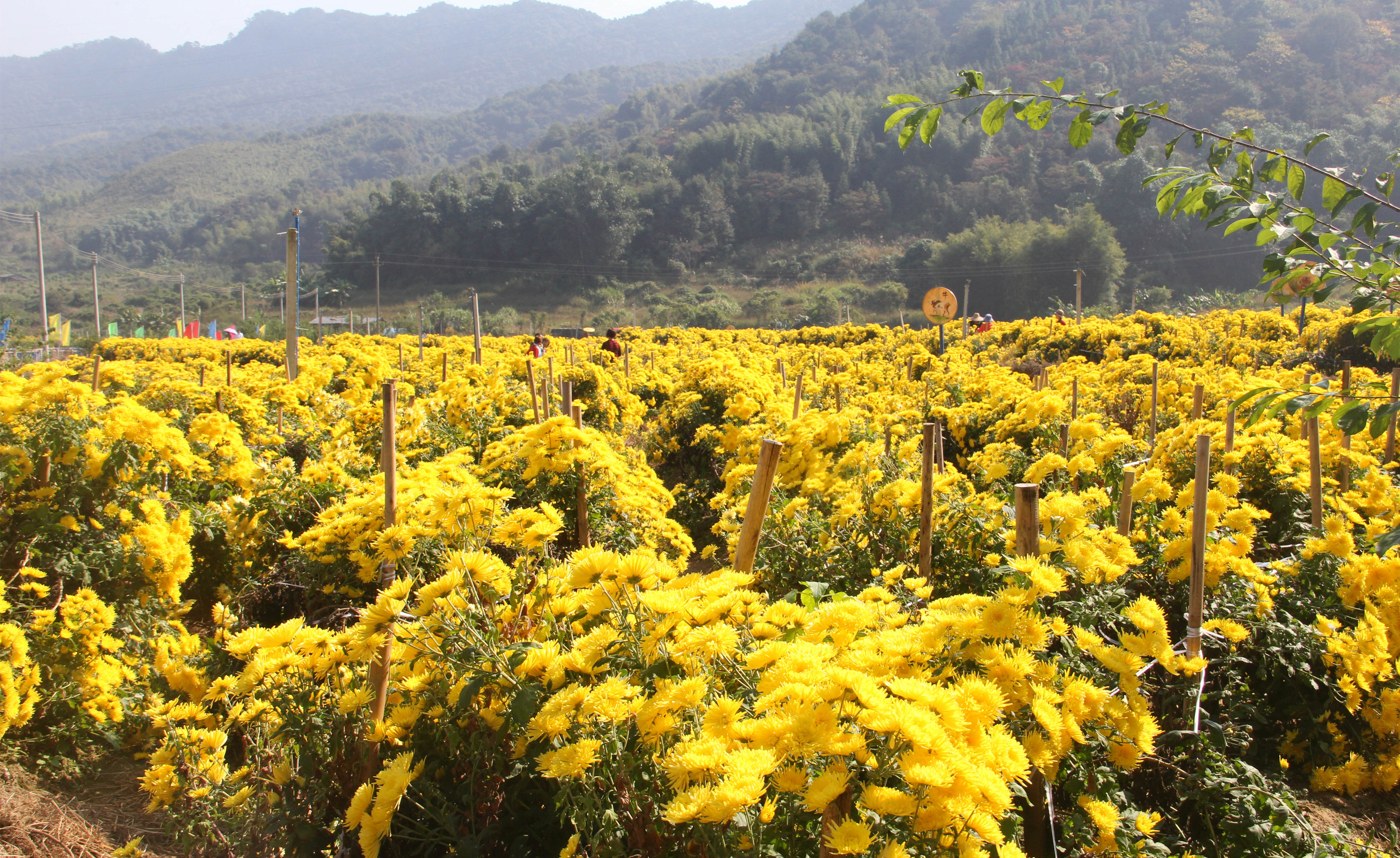 康溪村成热门网红打卡地。刘思斯 摄 康溪村成热门网红打卡地。刘思斯 摄