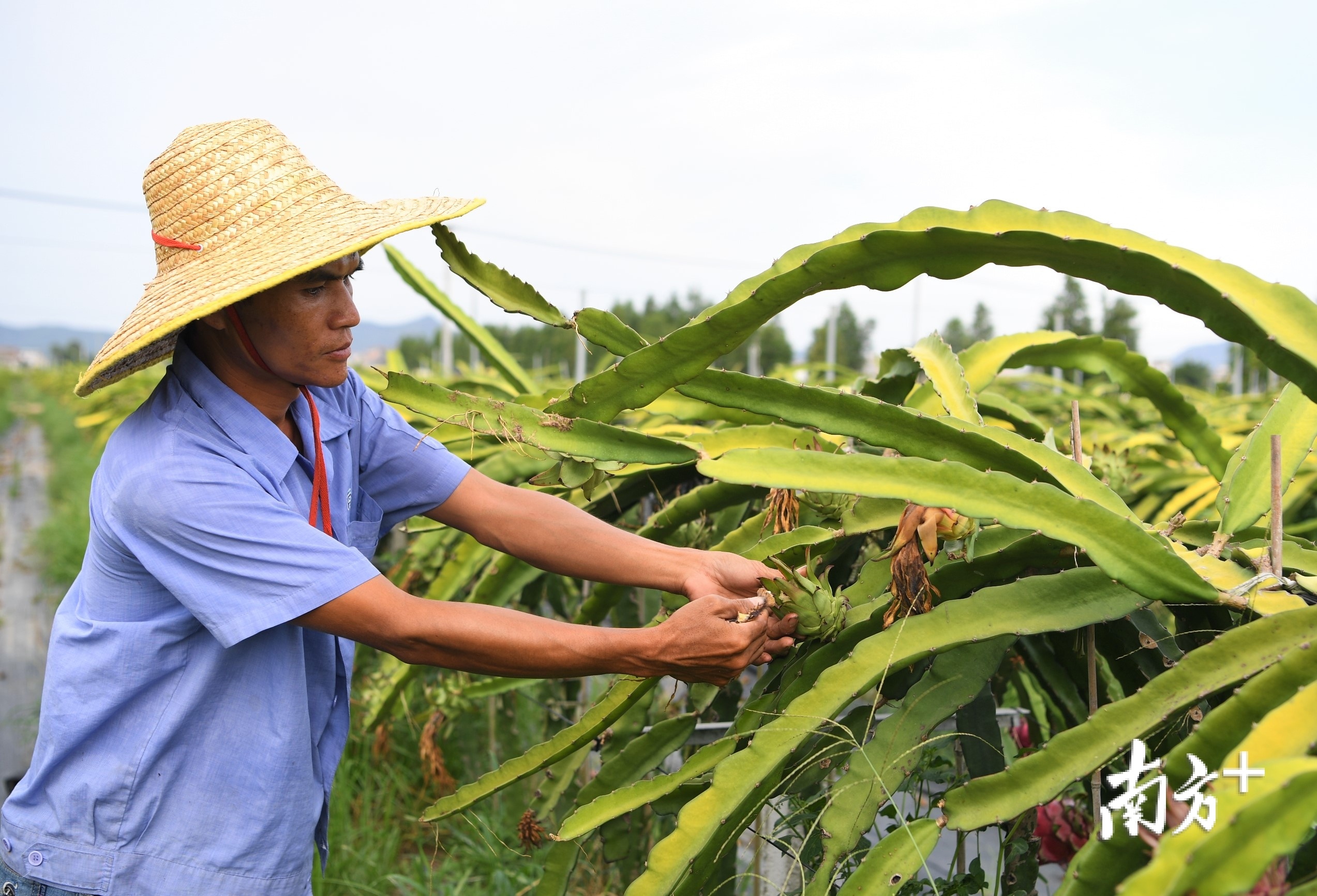 盛产的火龙果成为了文旅特产,为京梅村带来了创收。杨兴乐摄
