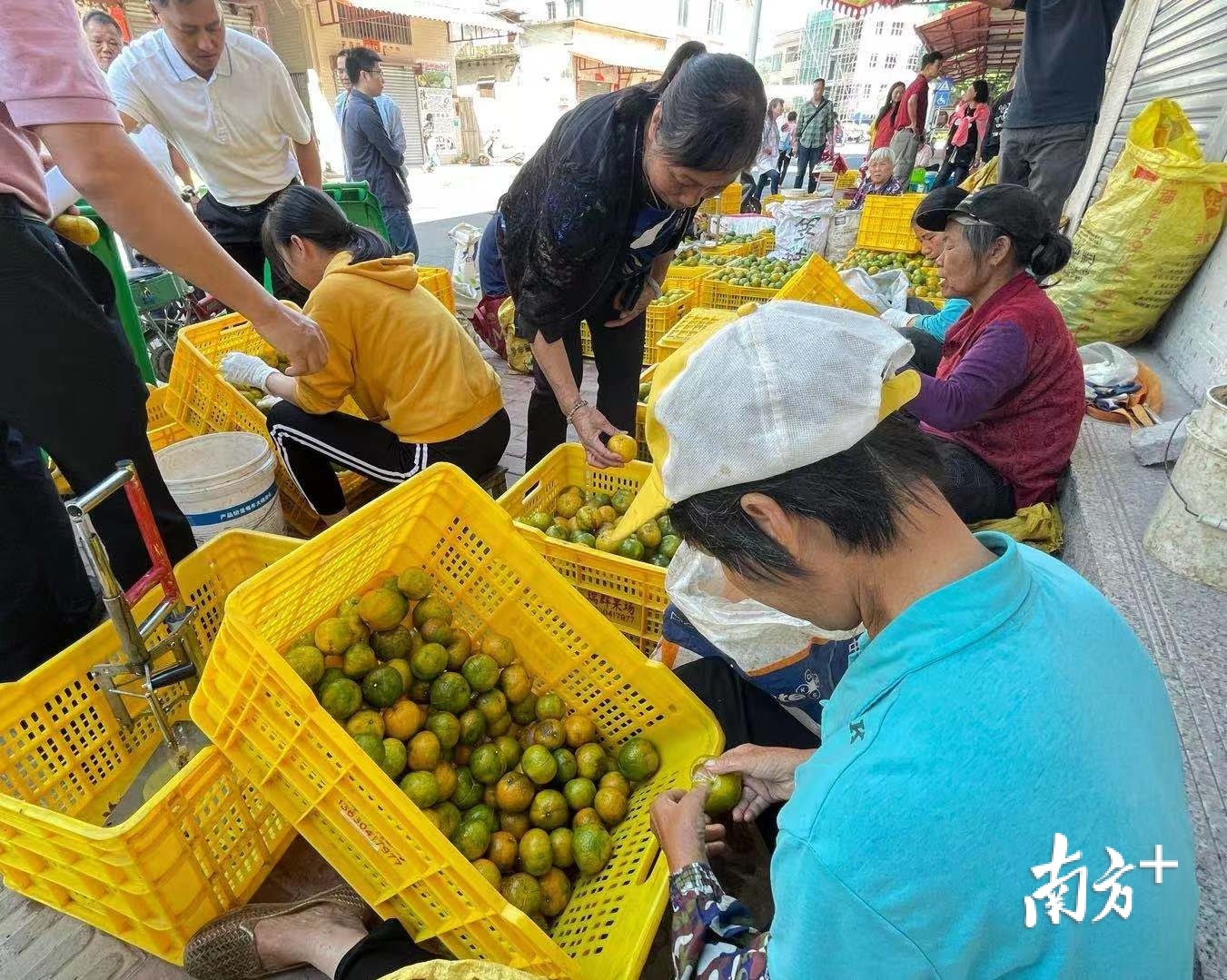 金秋时节,正是茶坑村每年最忙碌的时候,图中村民正忙着给新会柑开皮。李霭莹摄