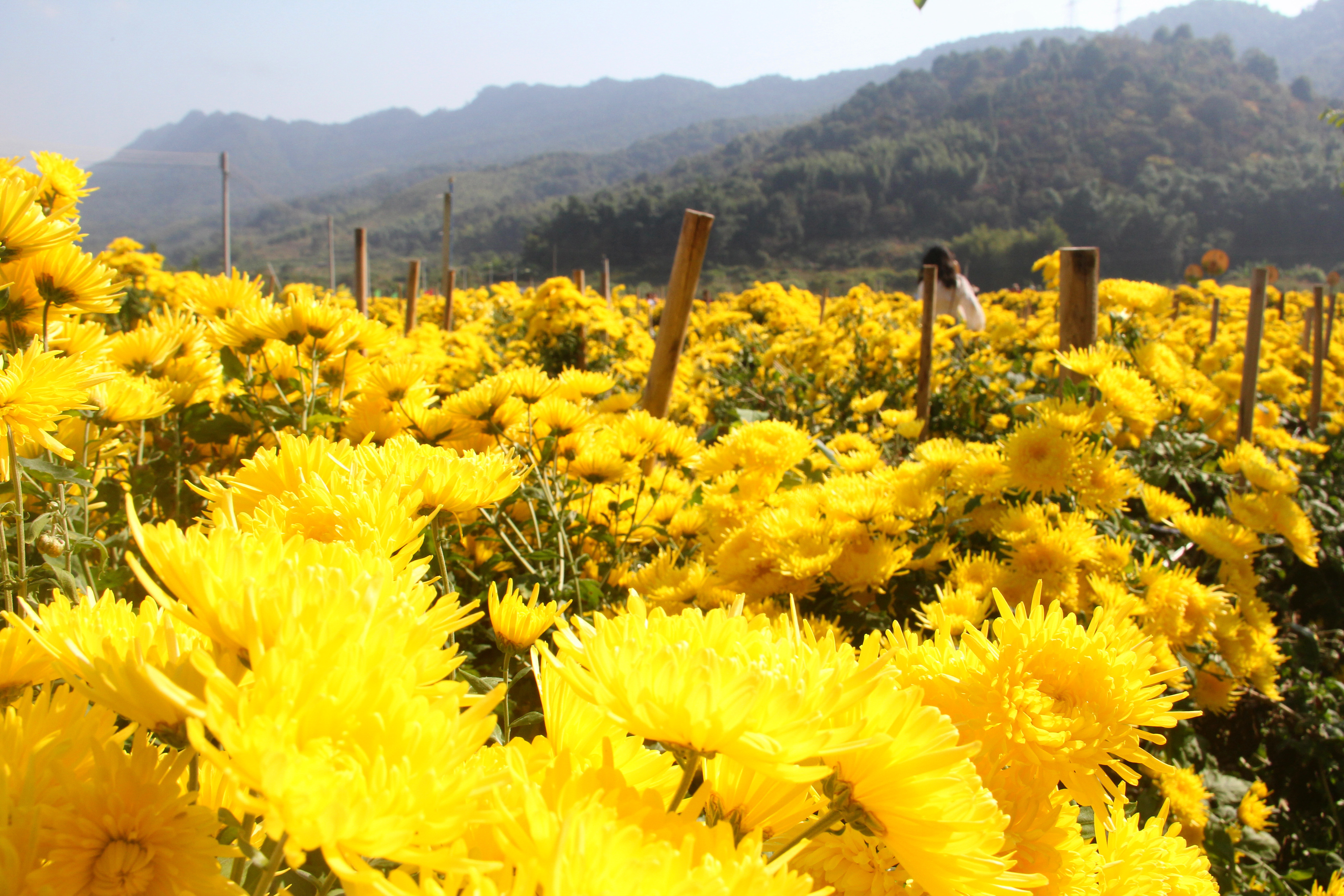 金丝皇菊盛放。刘思斯 摄 金丝皇菊盛放。刘思斯 摄