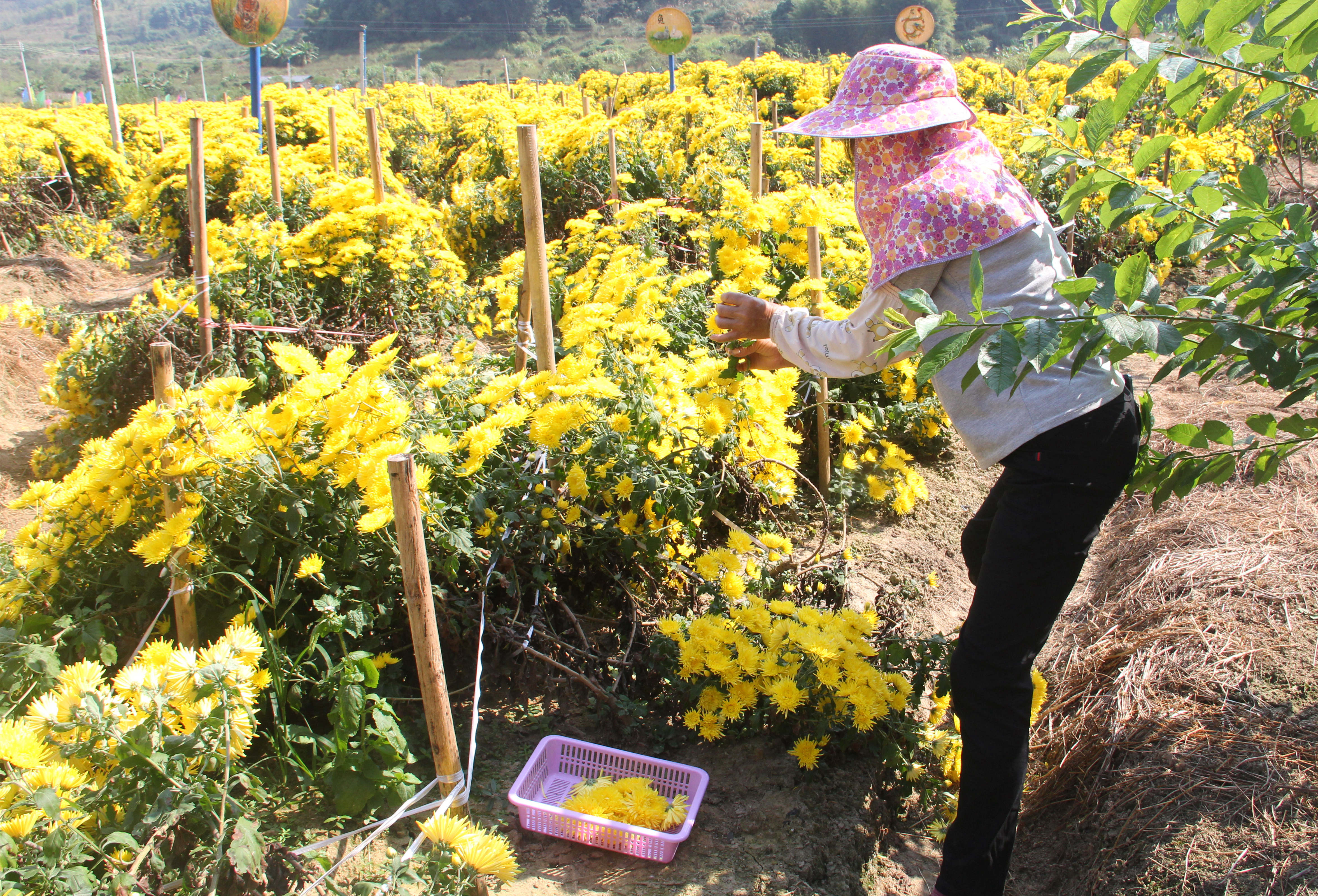 采收金丝皇菊。刘思斯 摄 采收金丝皇菊。刘思斯 摄
