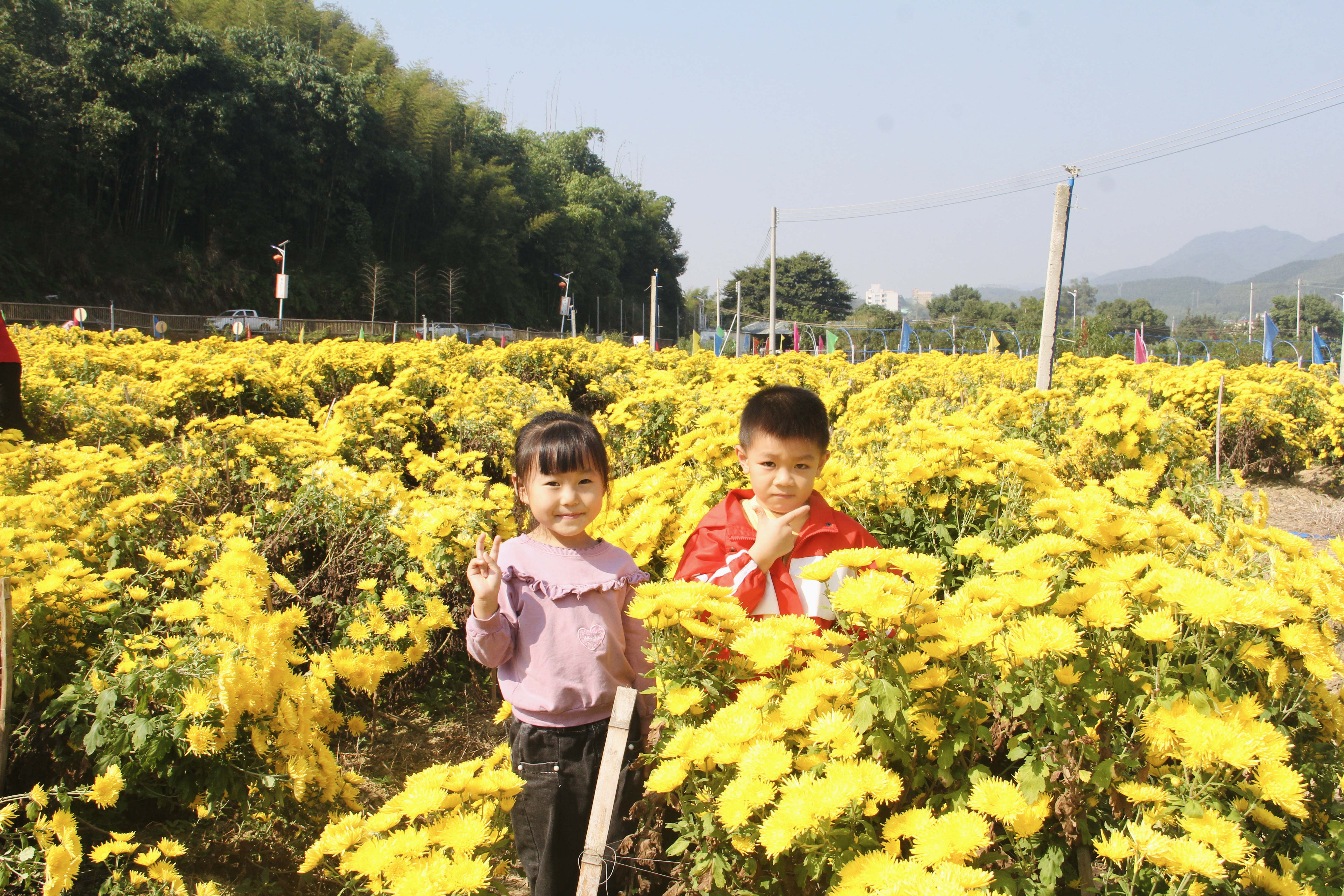 游客、花农在金色花海中穿梭。刘思斯 摄 游客、花农在金色花海中穿梭。刘思斯 摄
