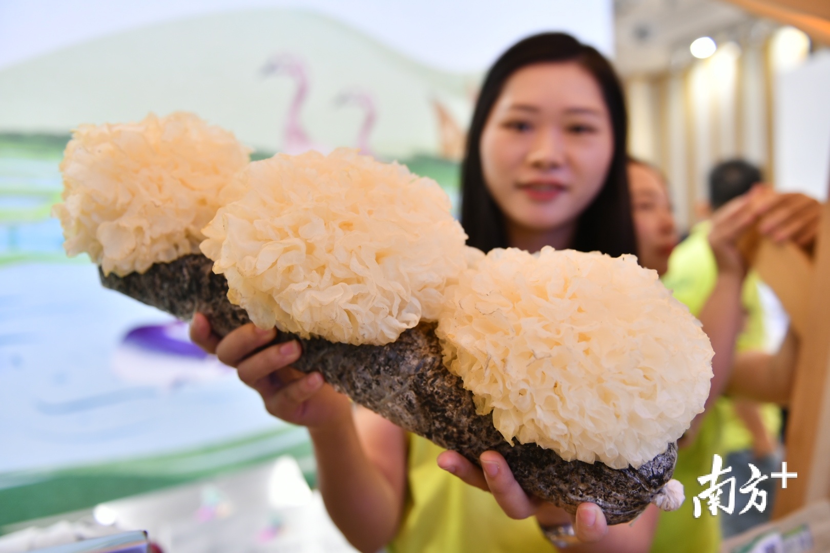 佛山农业企业展示食用菌产品。