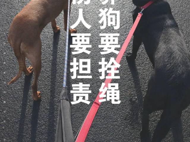 每日一“典”：养狗要栓绳，伤人要担责