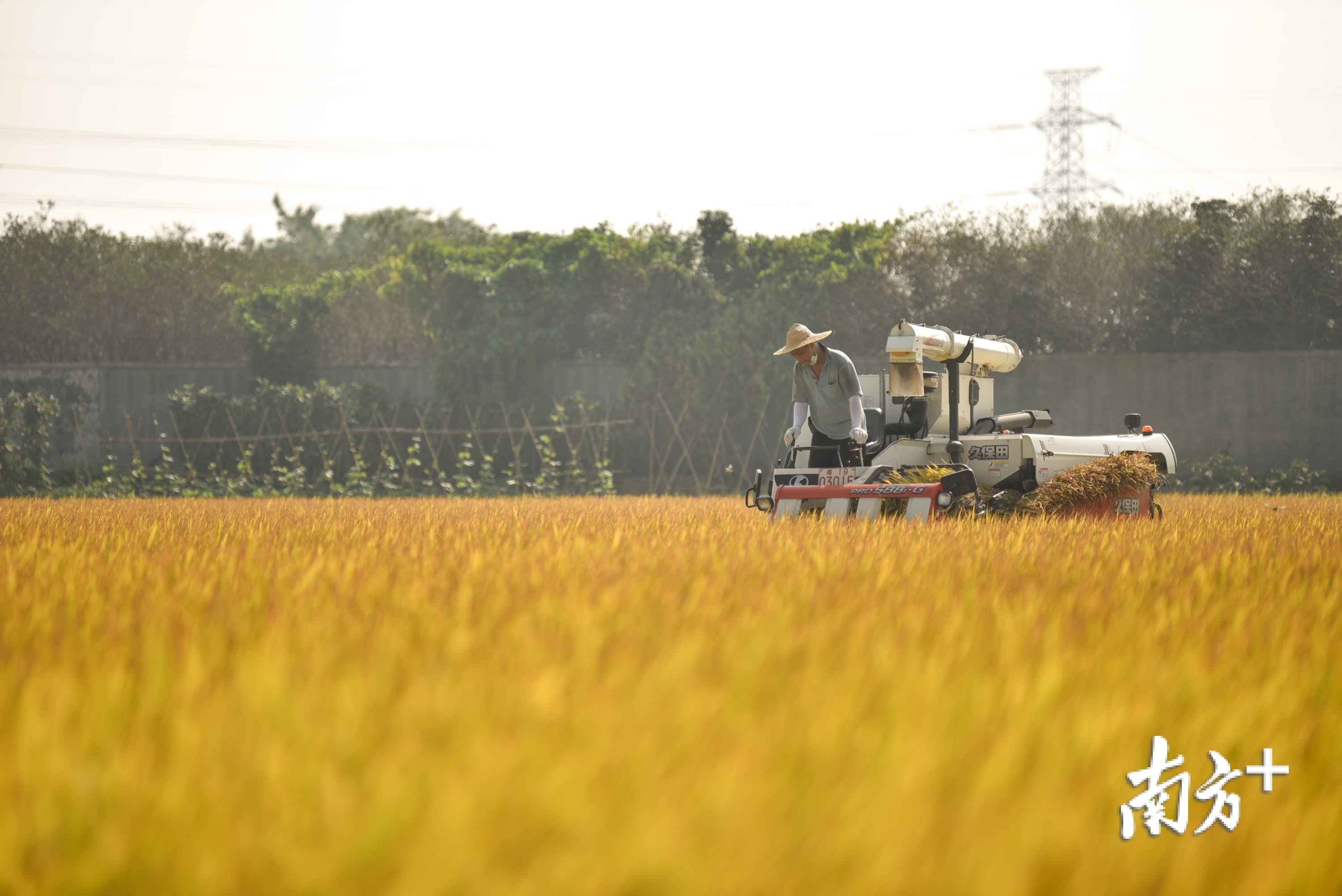 视频|这是东莞!690亩稻田收割美如画