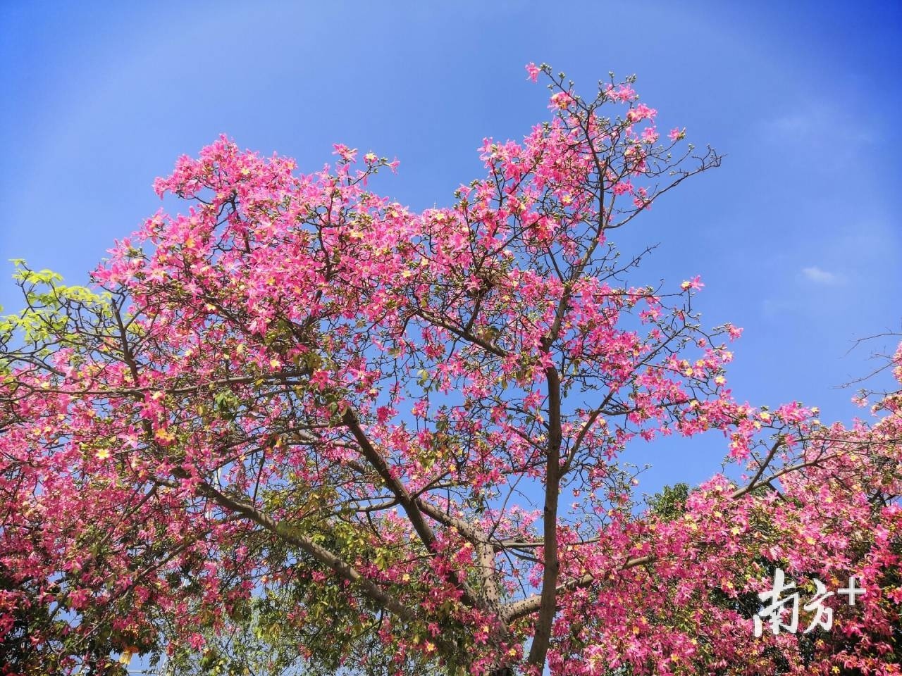 近日正值异木棉盛放的季节，樟木头不少道路都被粉色的美丽异木棉“包围”，满树缤纷、灿若云霞，把樟木头装扮得格外别致。